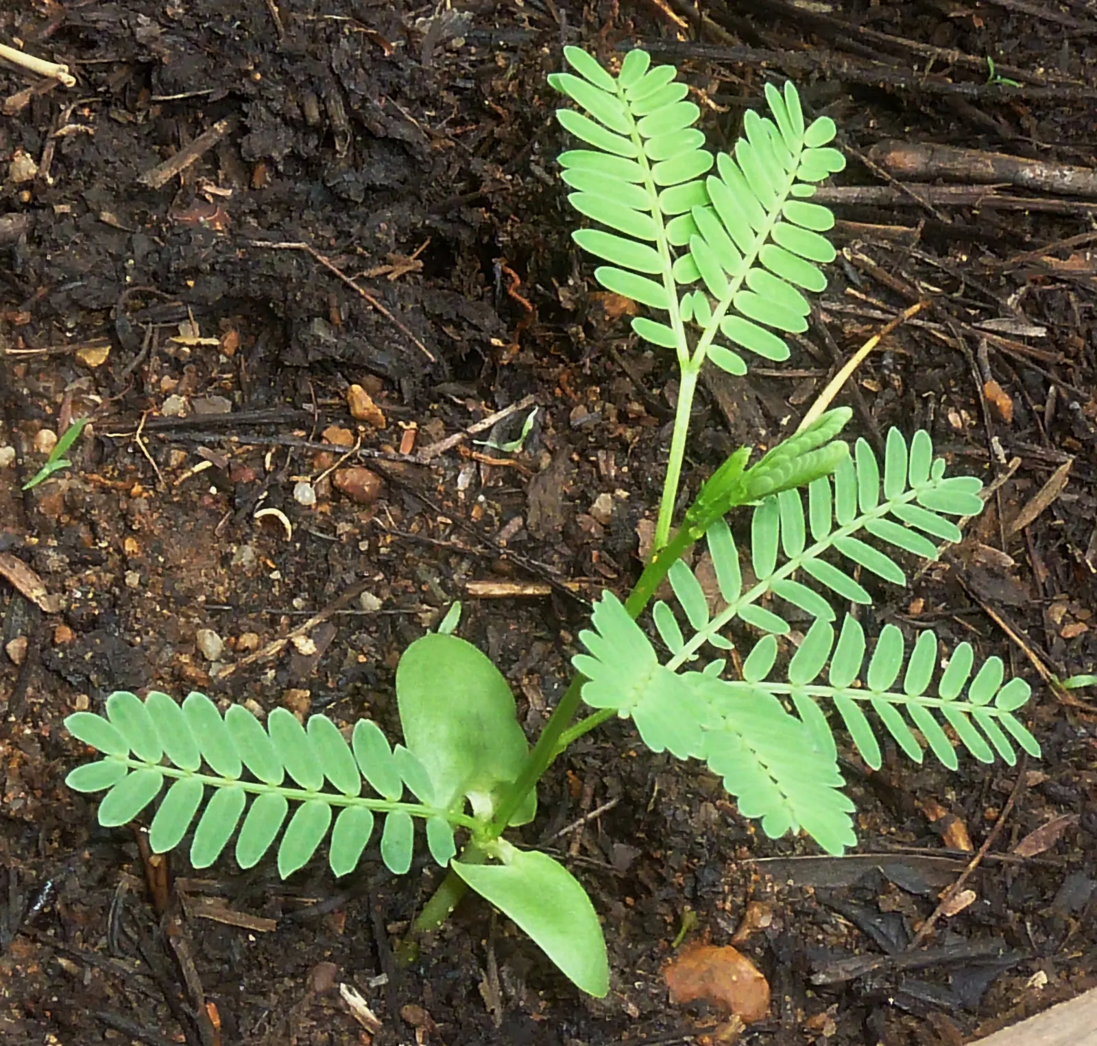 Fever Tree (Acacia Xanthophloea) — which assists in photosynthesis; the bark is particularly notable for its smooth, image 46