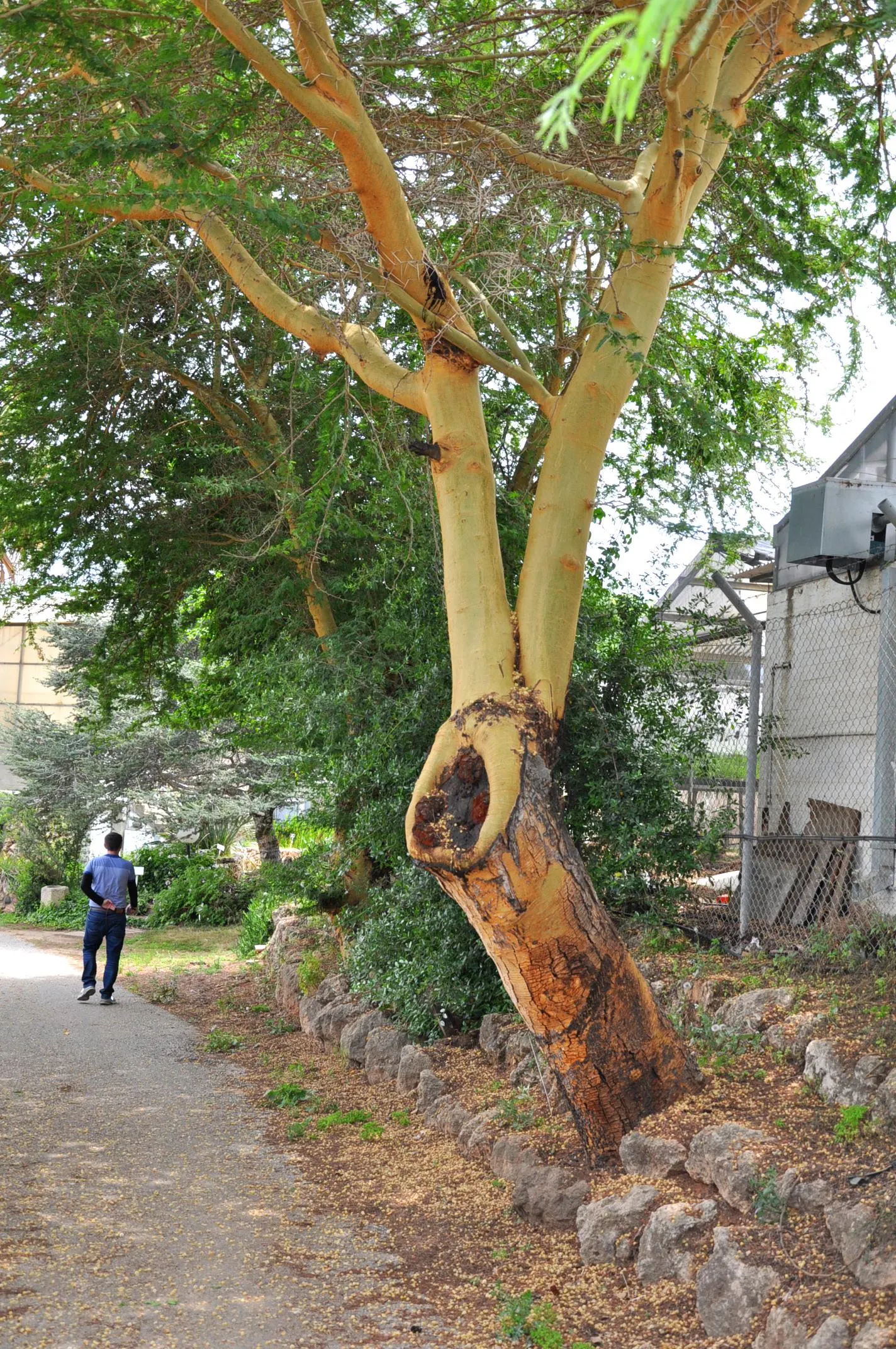 Fever Tree (Acacia Xanthophloea) — tree for full or half