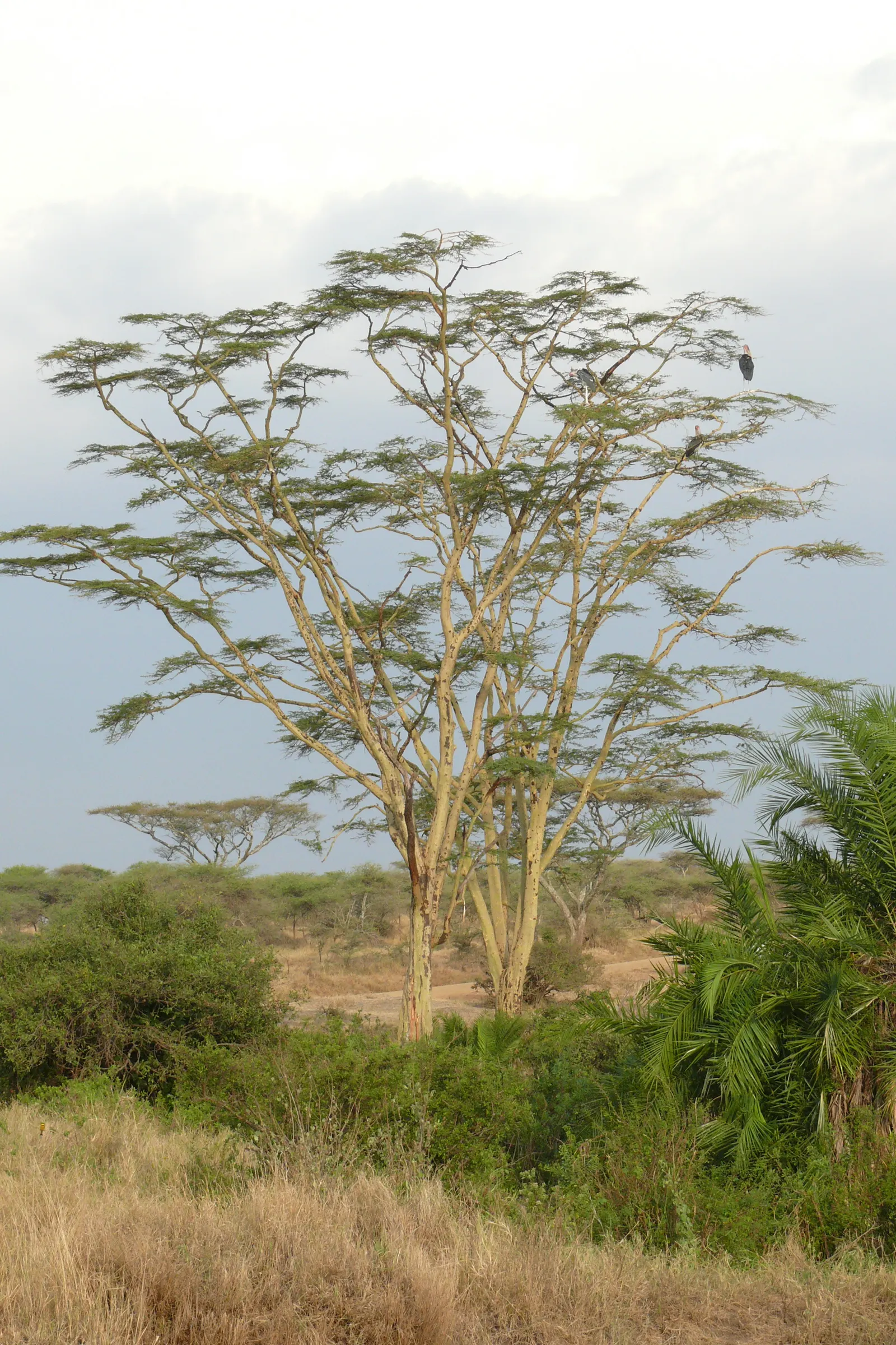 Fever Tree (Acacia Xanthophloea) — scientifically named Acacia xanthophloea