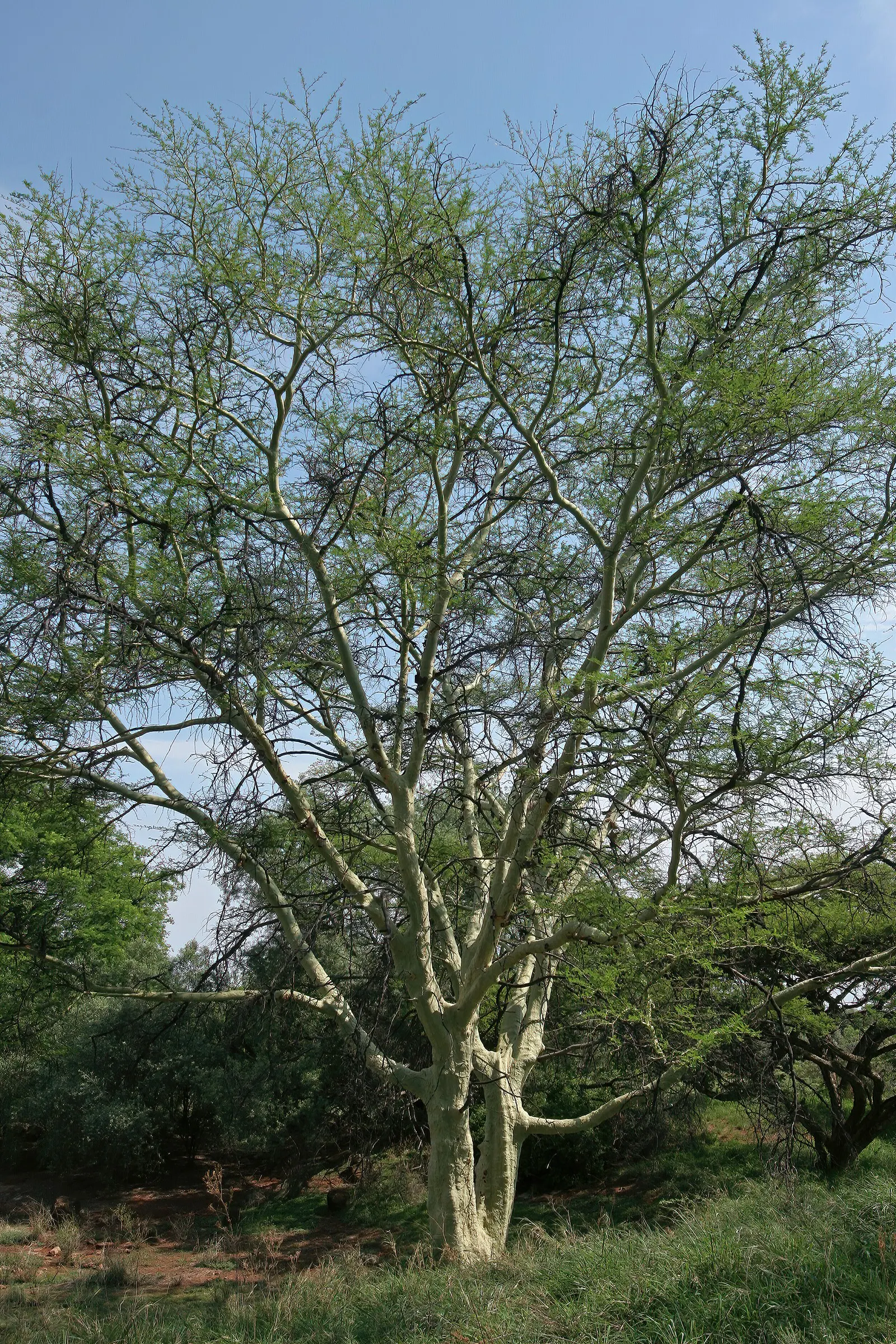 Fever Tree (Acacia Xanthophloea) — which assists in photosynthesis; the bark is particularly notable for its smooth