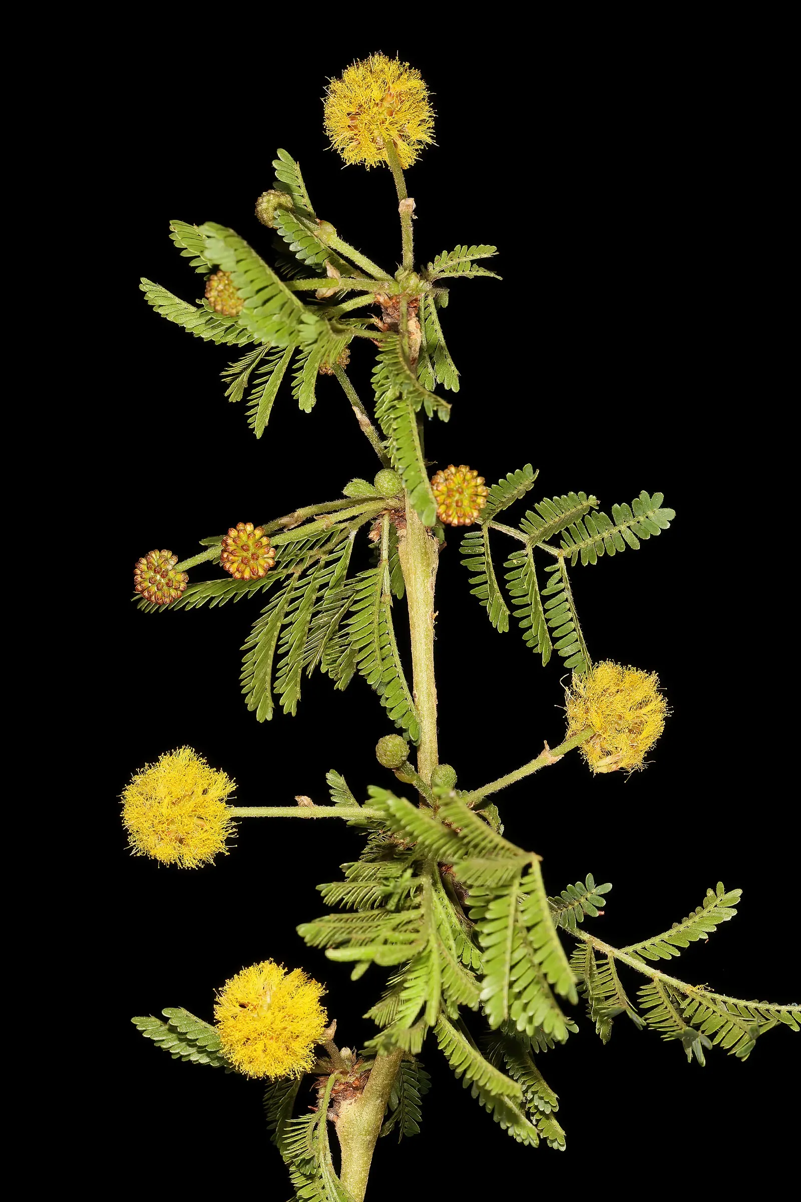Fever Tree (Acacia Xanthophloea) — tree for full or half; when informing the client