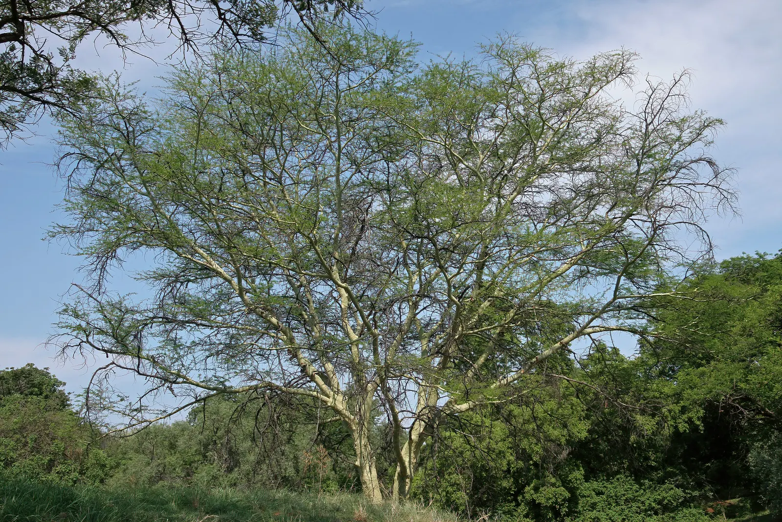 Fever Tree (Acacia Xanthophloea) — When informing the client; yellow flowers in the garden
