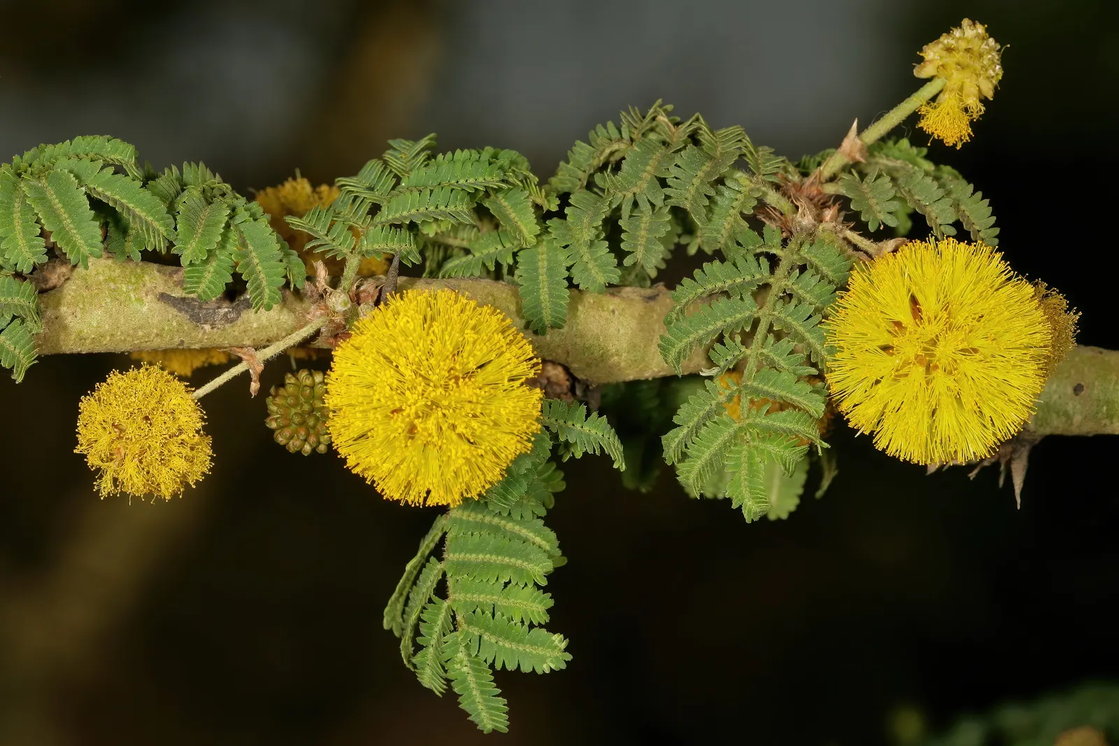 Fever Tree (Acacia Xanthophloea) — making it perfect for creating a focal point or natural screen in spacious landscapes