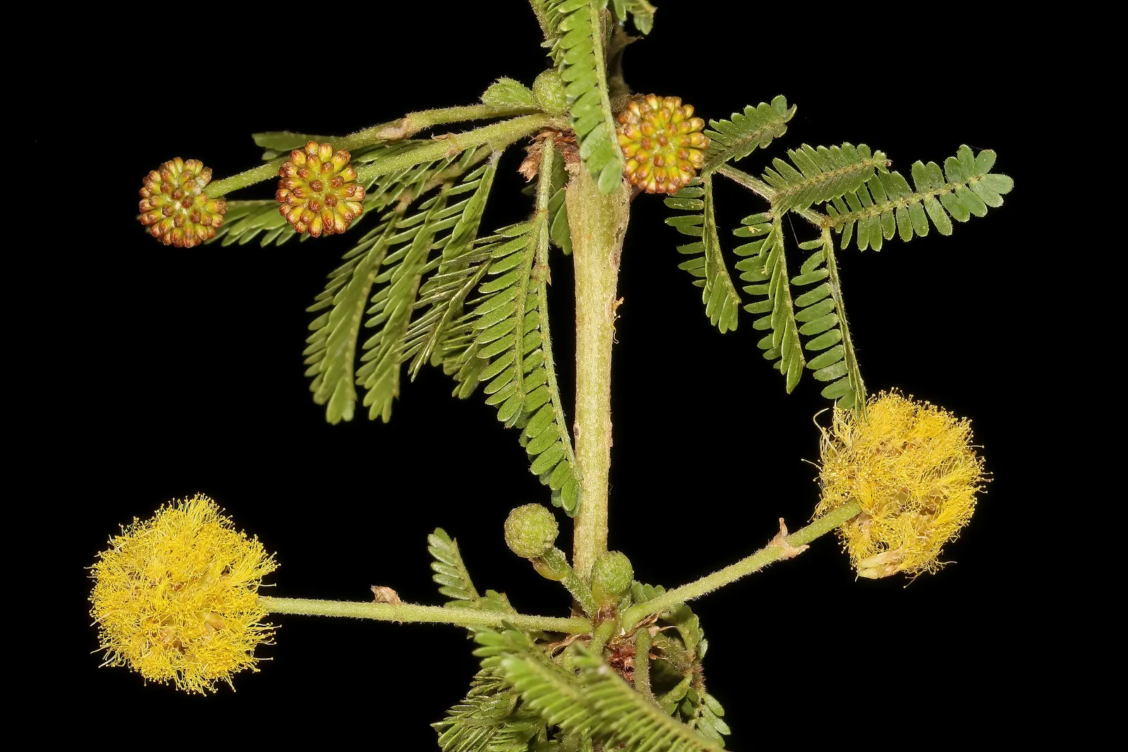 Fever Tree (Acacia Xanthophloea) — The Fever Tree (Acacia xanthophloea) stands out with its striking; this deciduous tree sports feathery foliage, image 45