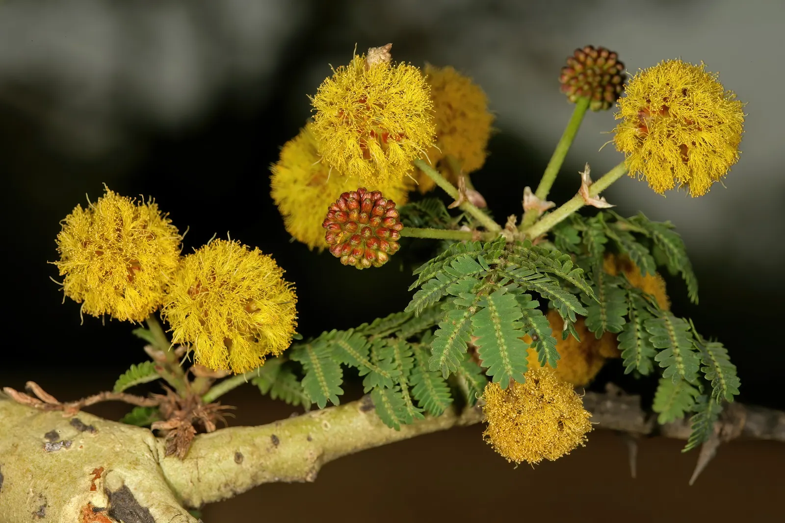 Fever Tree (Acacia Xanthophloea) — the Fever Tree offers a generous amount of dappled shade; expect clusters of fragrant