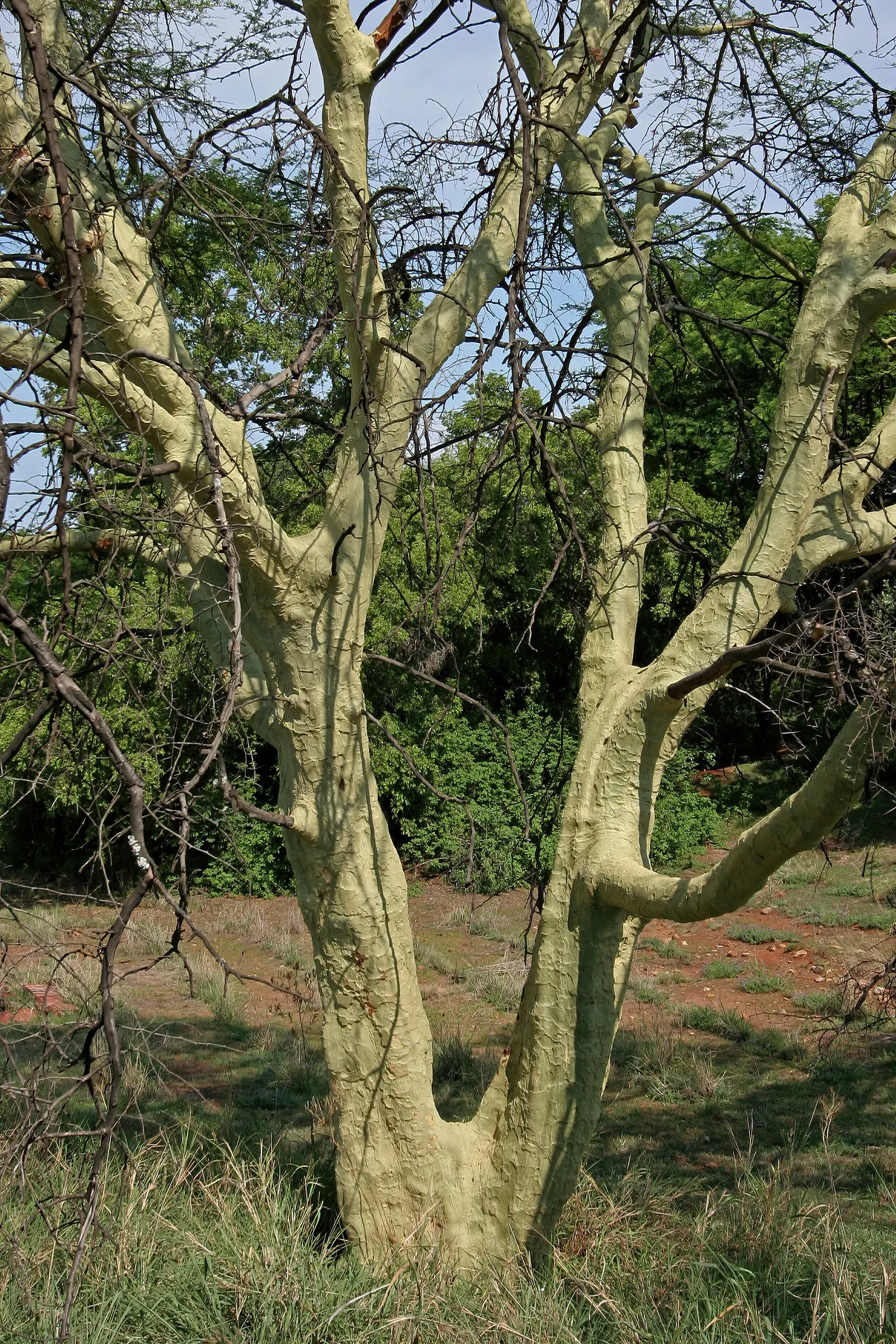 Fever Tree (Acacia Xanthophloea) — tree with yellow blooms