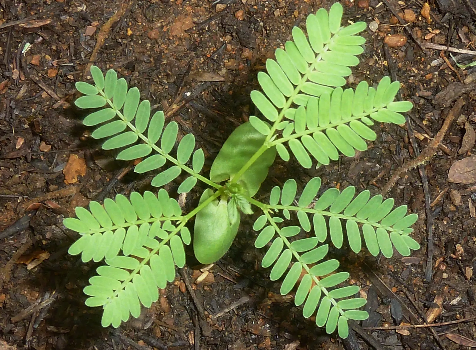 Fever Tree (Acacia Xanthophloea) — Its feathery, bright green leaves add to its lush appearance while providing visual texture; tree for full or half