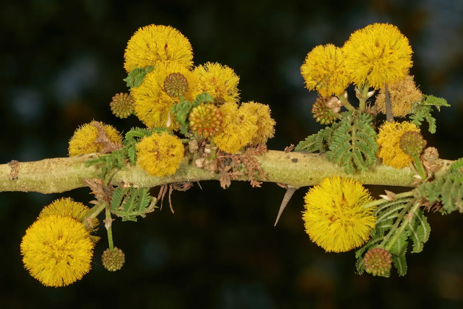 Fever Tree (Acacia Xanthophloea) — this deciduous tree sports feathery foliage and aromatic; reaching an ultimate height of 40-60 feet with a spread of 20-30