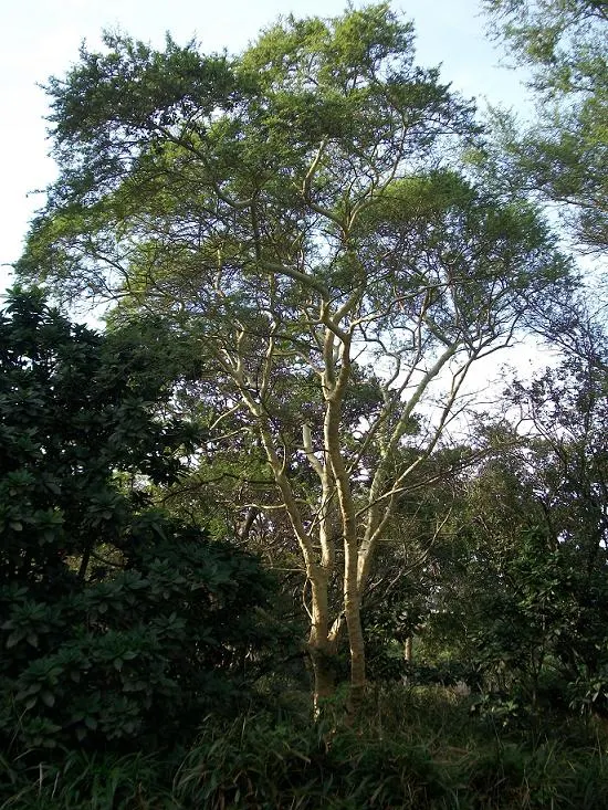 Fever Tree (Acacia Xanthophloea) — As a landscape architect assistant
