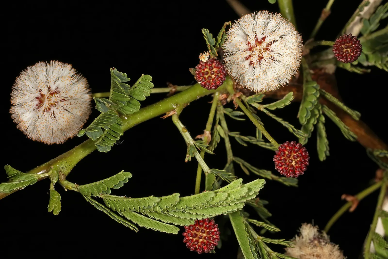 Fever Tree (Acacia Xanthophloea) — this semi-deciduous species commands a presence in any garden landscape; the Fever Tree (Acacia xanthophloea) stands out