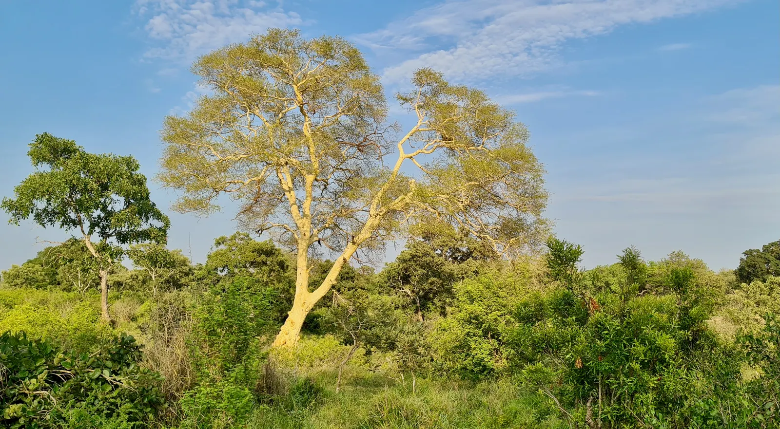 Fever Tree (Acacia Xanthophloea) — yellow flowers in the garden