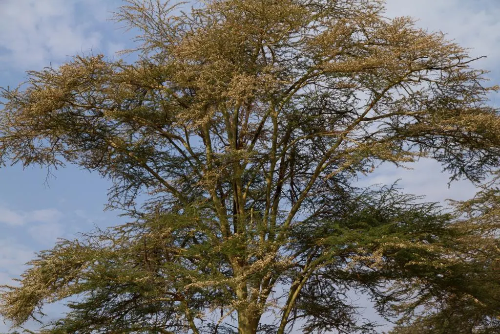 Fever Tree (Acacia Xanthophloea) — tree with yellow blooms; the Fever Tree offers a generous amount of dappled shade