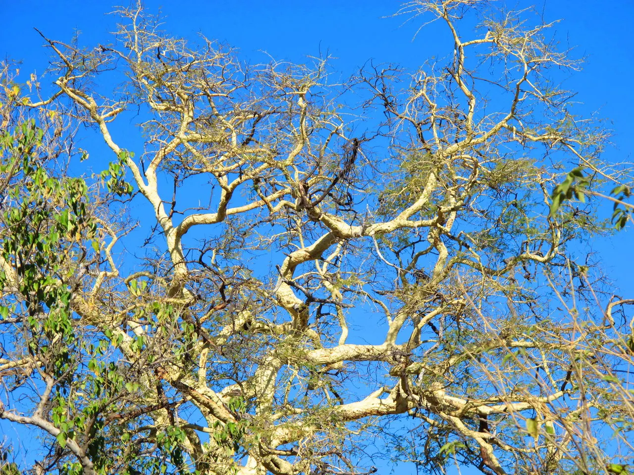 Fever Tree (Acacia Xanthophloea) — is a distinctive African native known for its striking appearance and historical medicinal use