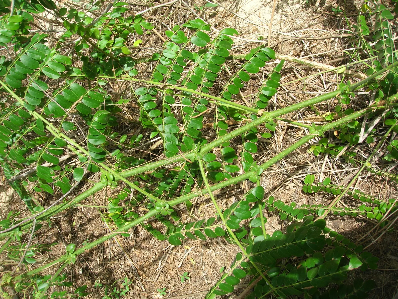 Fever Tree (Acacia Xanthophloea) — expect clusters of fragrant; during the spring and after periods of rainfall