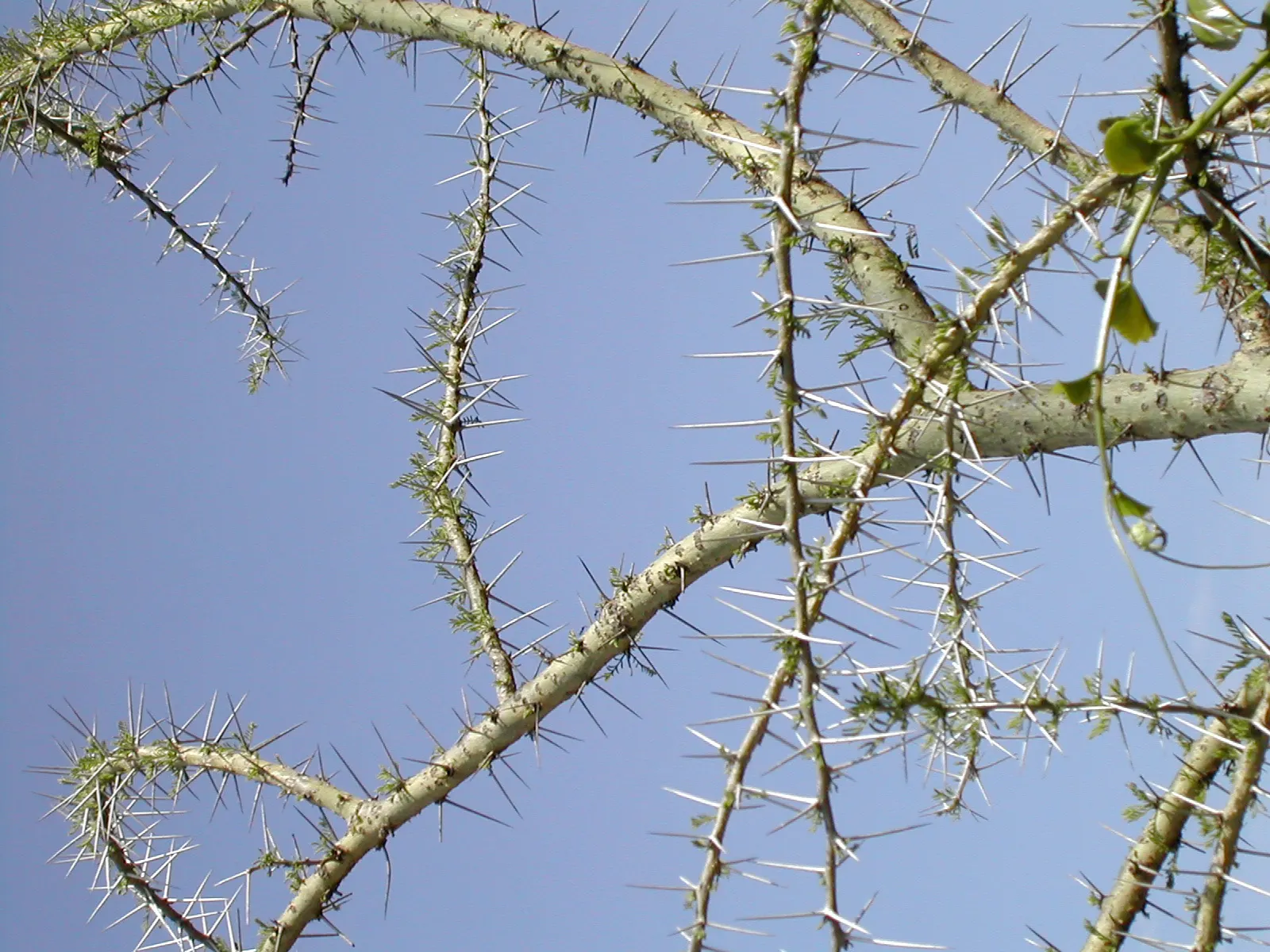 Fever Tree (Acacia Xanthophloea) — expect clusters of fragrant