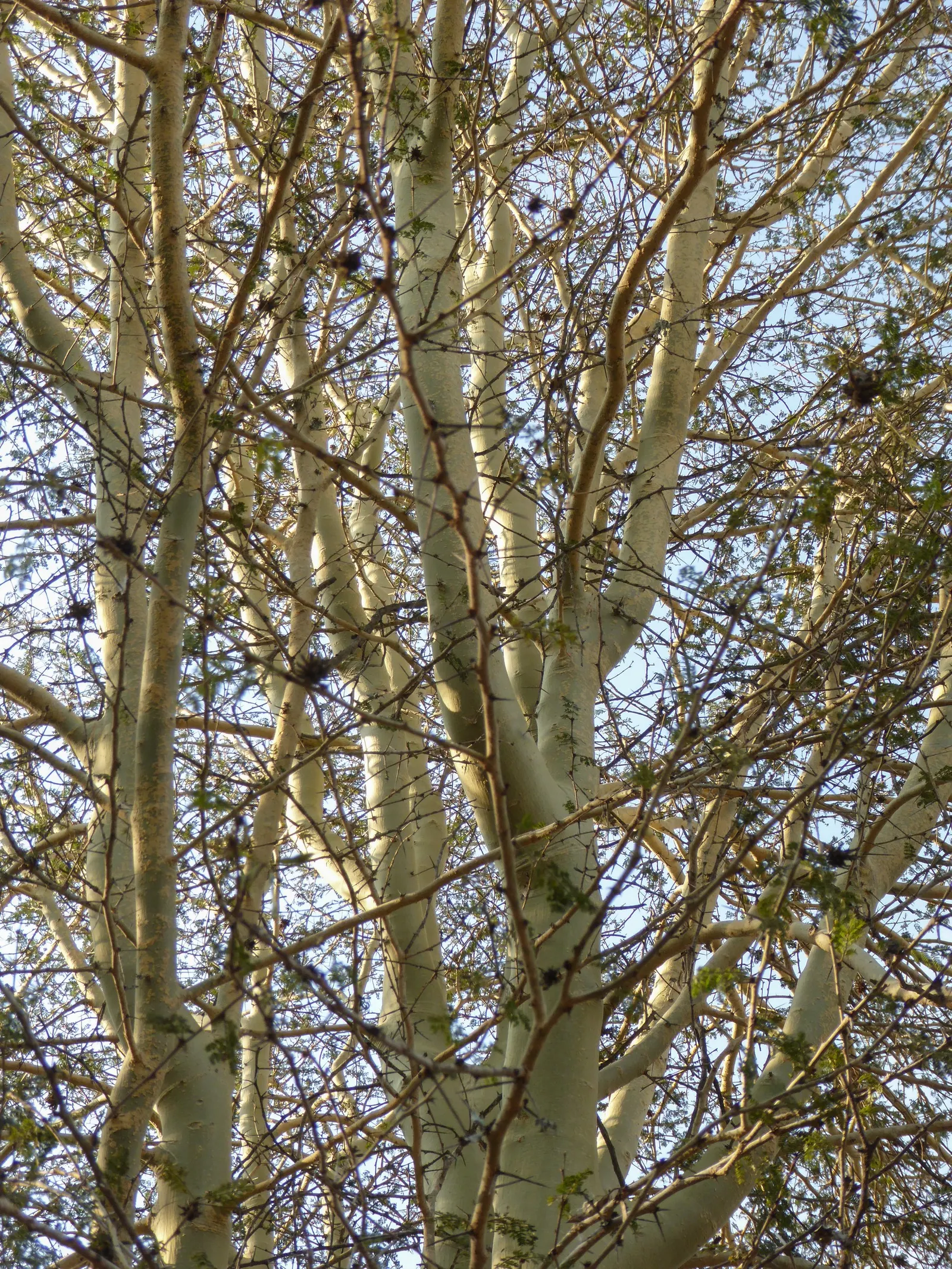 Fever Tree (Acacia Xanthophloea) — During the spring and after periods of rainfall