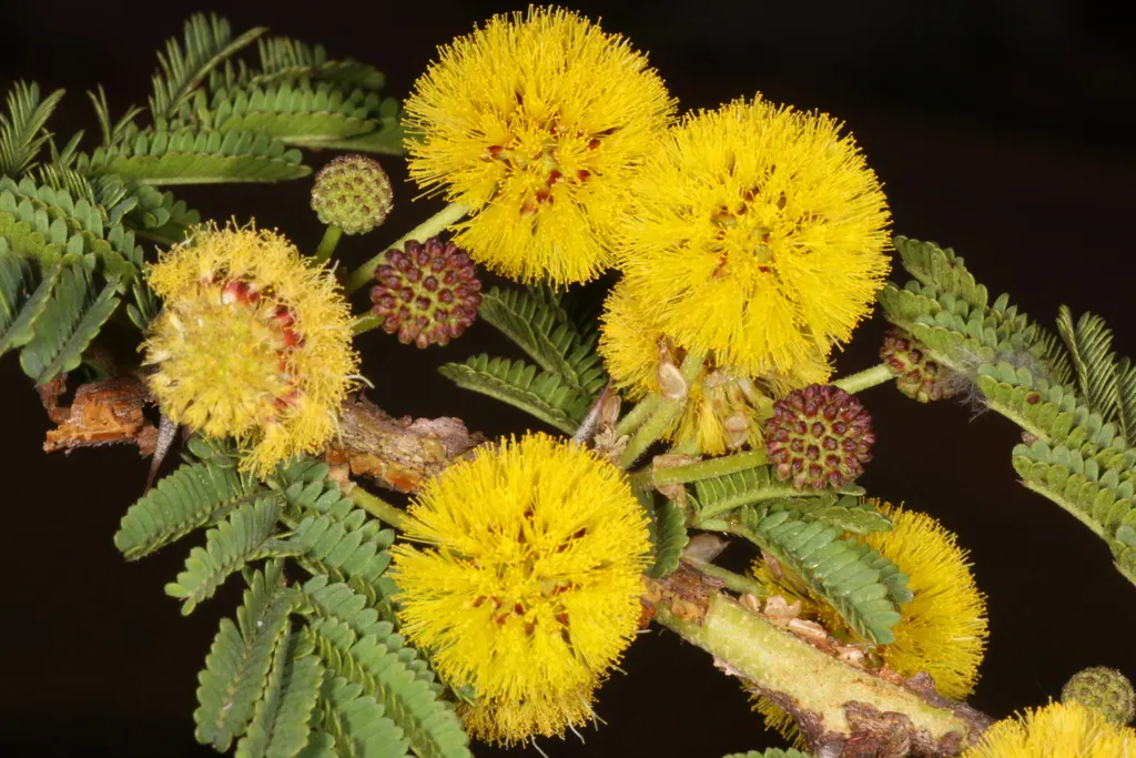 Fever Tree (Acacia Xanthophloea) — creamy-white spherical flowers to emerge