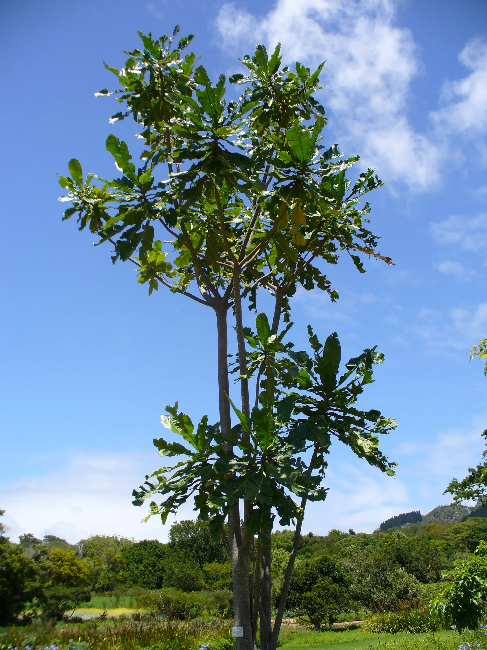 Fever Tree (Acacia Xanthophloea) — Growing to impressive heights between 45 to 75 feet on average