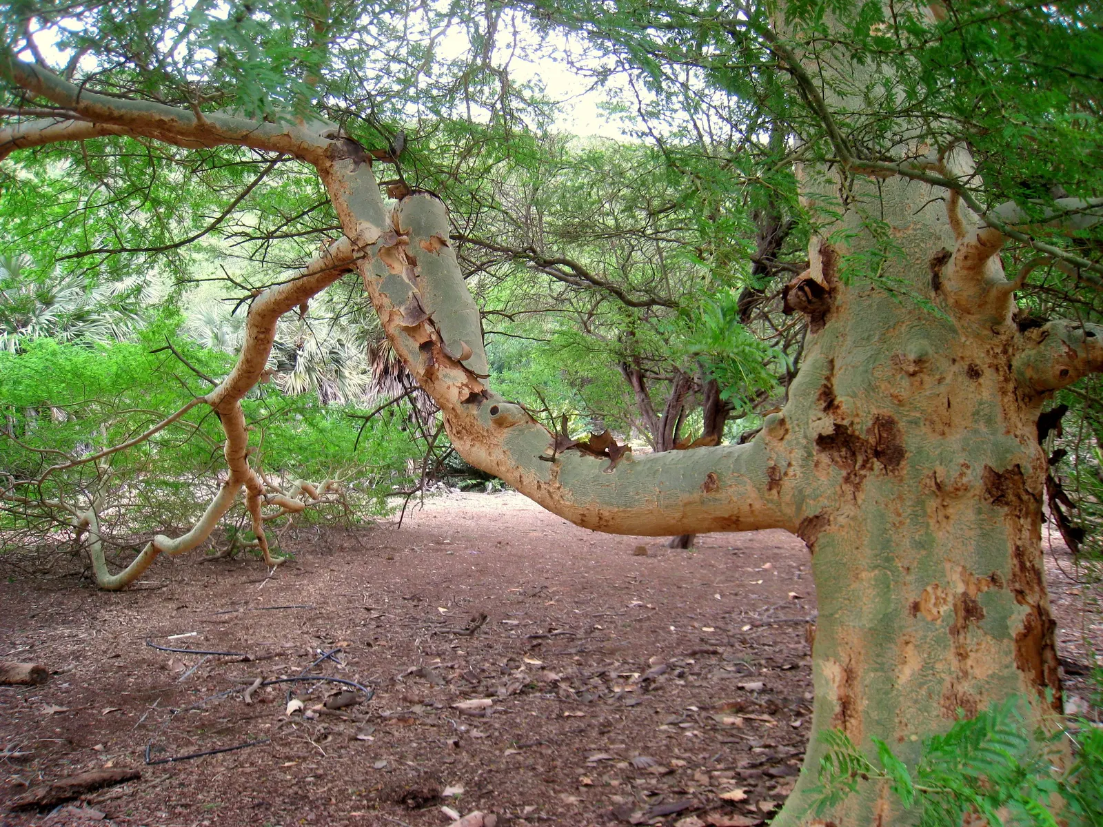 Fever Tree (Acacia Xanthophloea) — which assists in photosynthesis