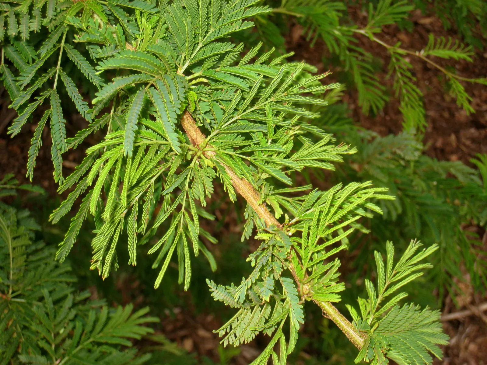 Fever Tree (Acacia Xanthophloea) — it requires full sun and can tolerate wet conditions