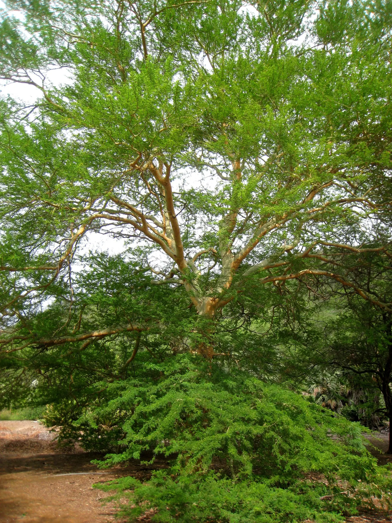 Fever Tree (Acacia Xanthophloea) — The Fever Tree (Acacia xanthophloea) stands out with its striking