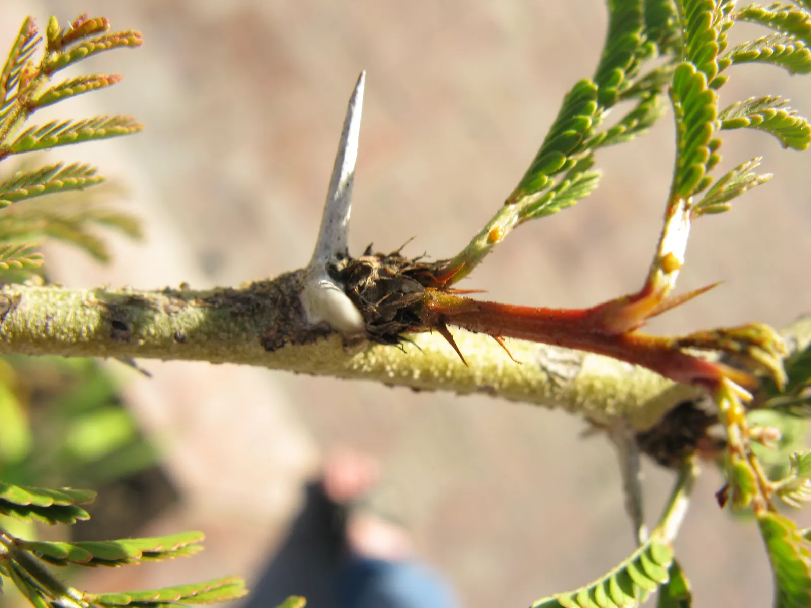 Fever Tree (Acacia Xanthophloea) — this deciduous tree sports feathery foliage and aromatic