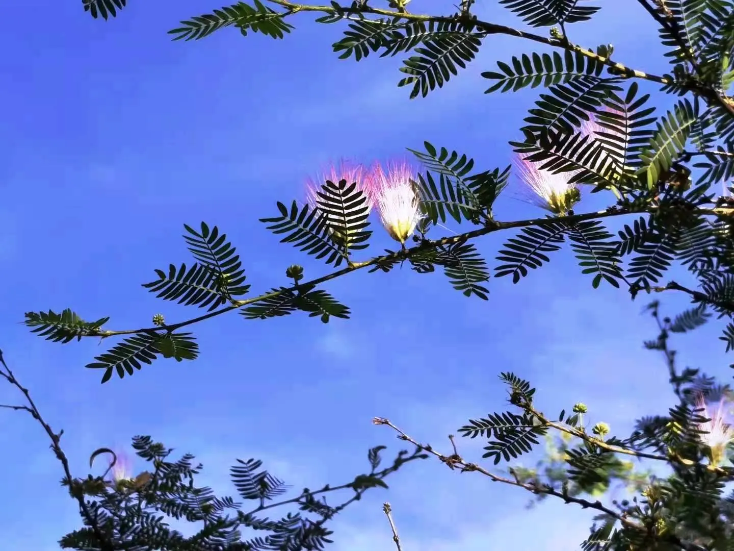 Pink Powderpuff (Calliandra Surinamensis) — Prefers full sun to partial shade and well-draining soil; bloom prolifically throughout the year but, image 110