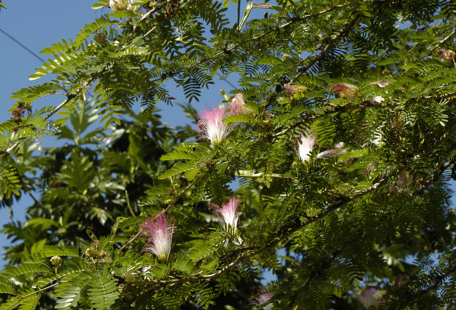 Pink Powderpuff (Calliandra Surinamensis) — making it a favorite for visual interest; prefers full sun to partial shade and well-draining soil, image 83