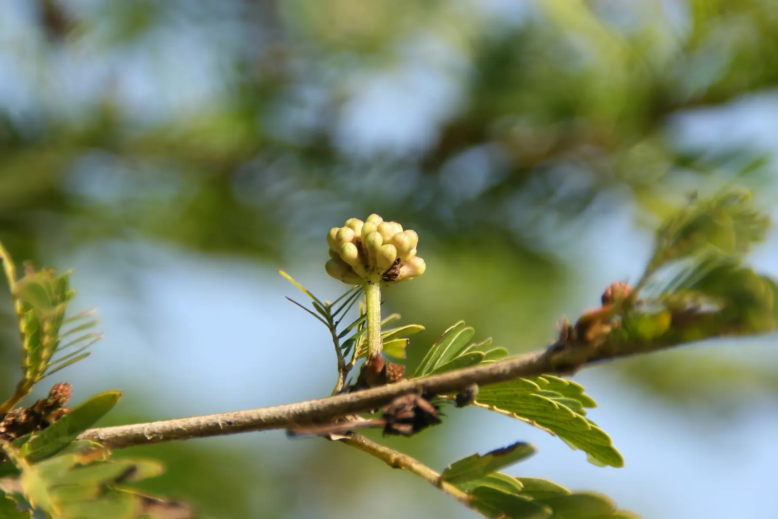 Pink Powderpuff (Calliandra Surinamensis) — Prune regularly to maintain shape; however, once established, it demonstrates moderate drought, image 59