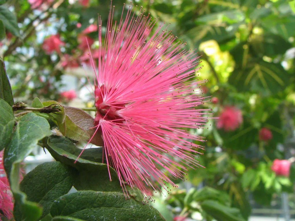 Pink Powderpuff (Calliandra Surinamensis) — making it an excellent choice for gardeners seeking a balance of visual appeal and wildlife support; reaching up to