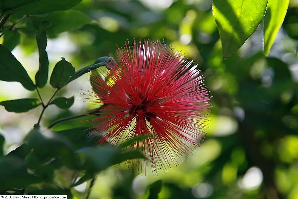 Pink Powderpuff (Calliandra Surinamensis) — attract a variety of pollinators