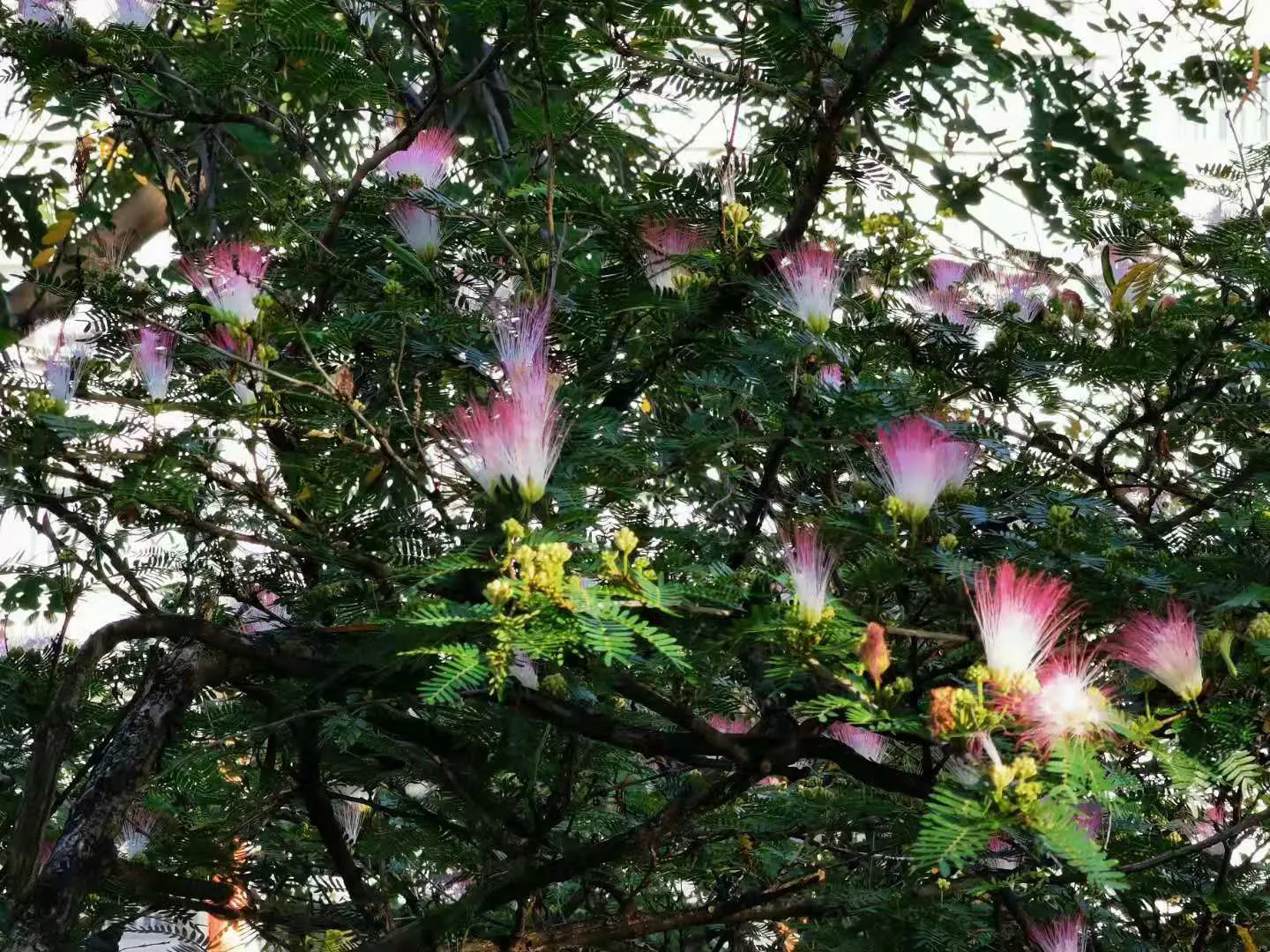 Pink Powderpuff (Calliandra Surinamensis) — including bees and hummingbirds; comprised of numerous long stamens, image 121