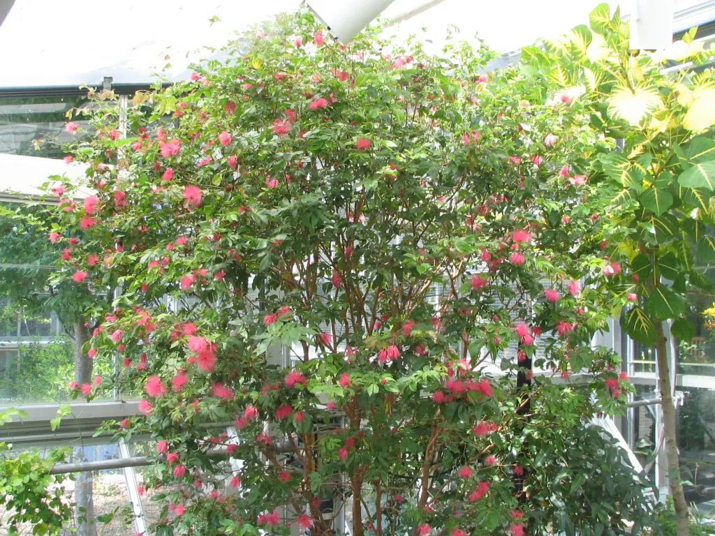 Pink Powderpuff (Calliandra Surinamensis) — Its distinctive fluffy pink flowers