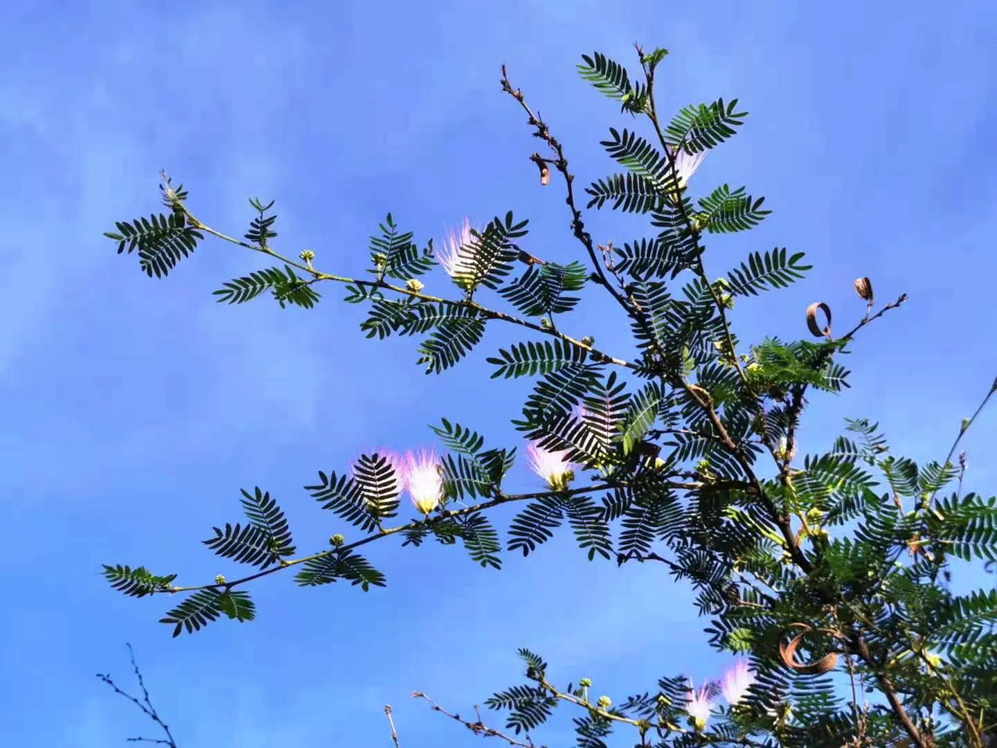 Pink Powderpuff (Calliandra Surinamensis) — evergreen foliage provides year-round interest; calliandra surinamensis offers both aesthetic charm and ecological