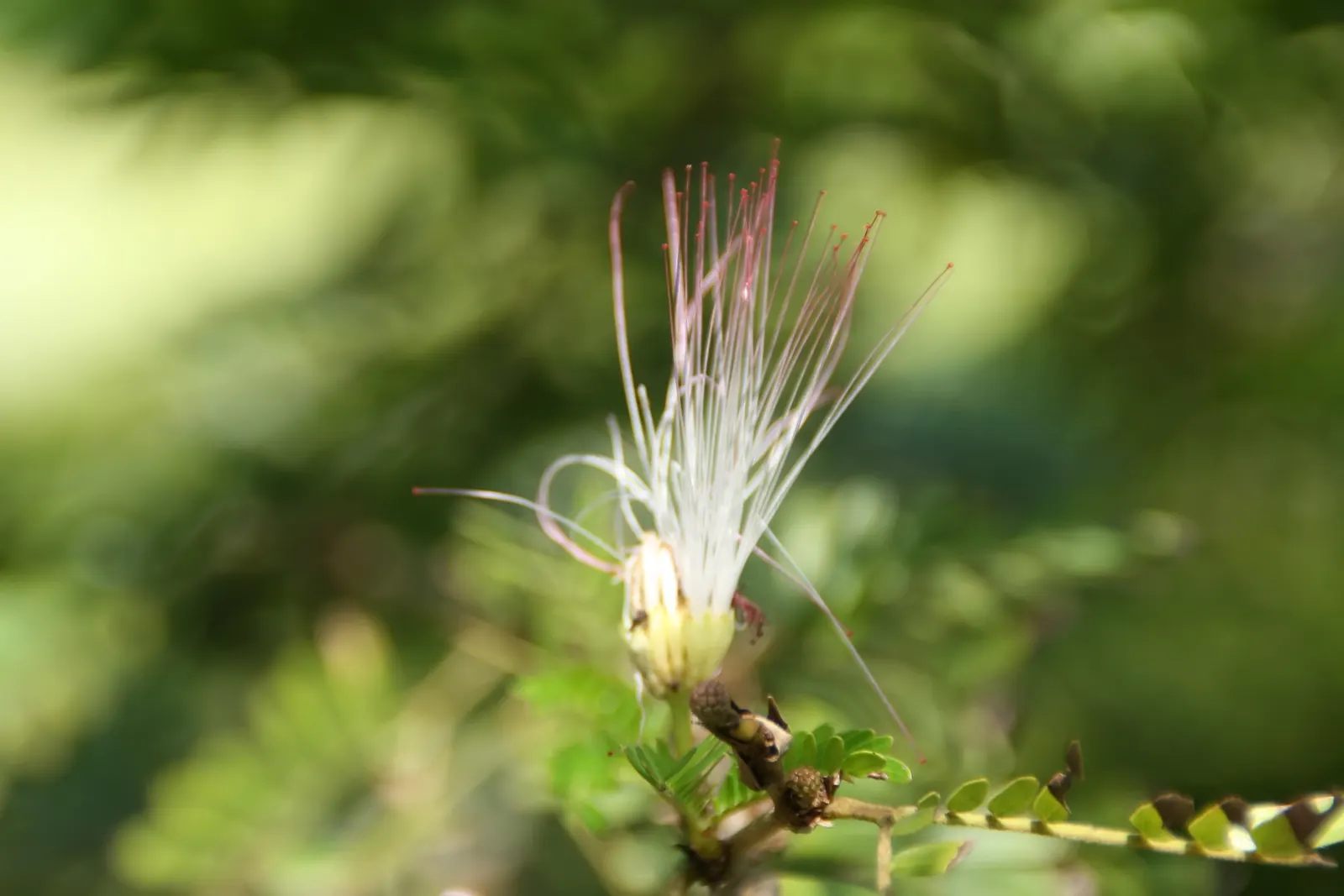 Pink Powderpuff (Calliandra Surinamensis) — typically about 2 to 3 inches in diameter; pink flowers in the garden, image 67