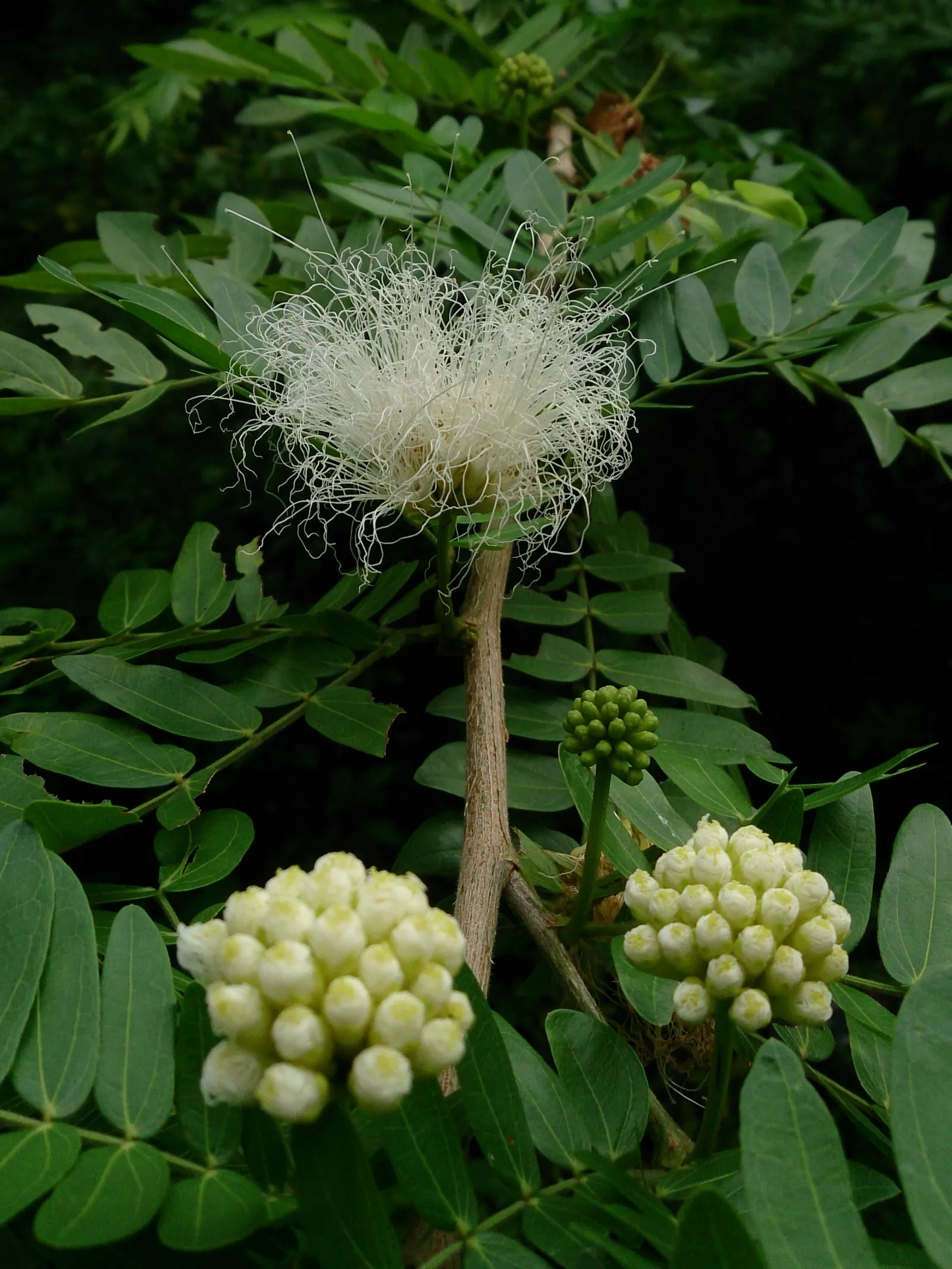 Pink Powderpuff (Calliandra Surinamensis) — pink flowers in the garden; it's perfect for creating focal points in tropical and subtropical, image 102