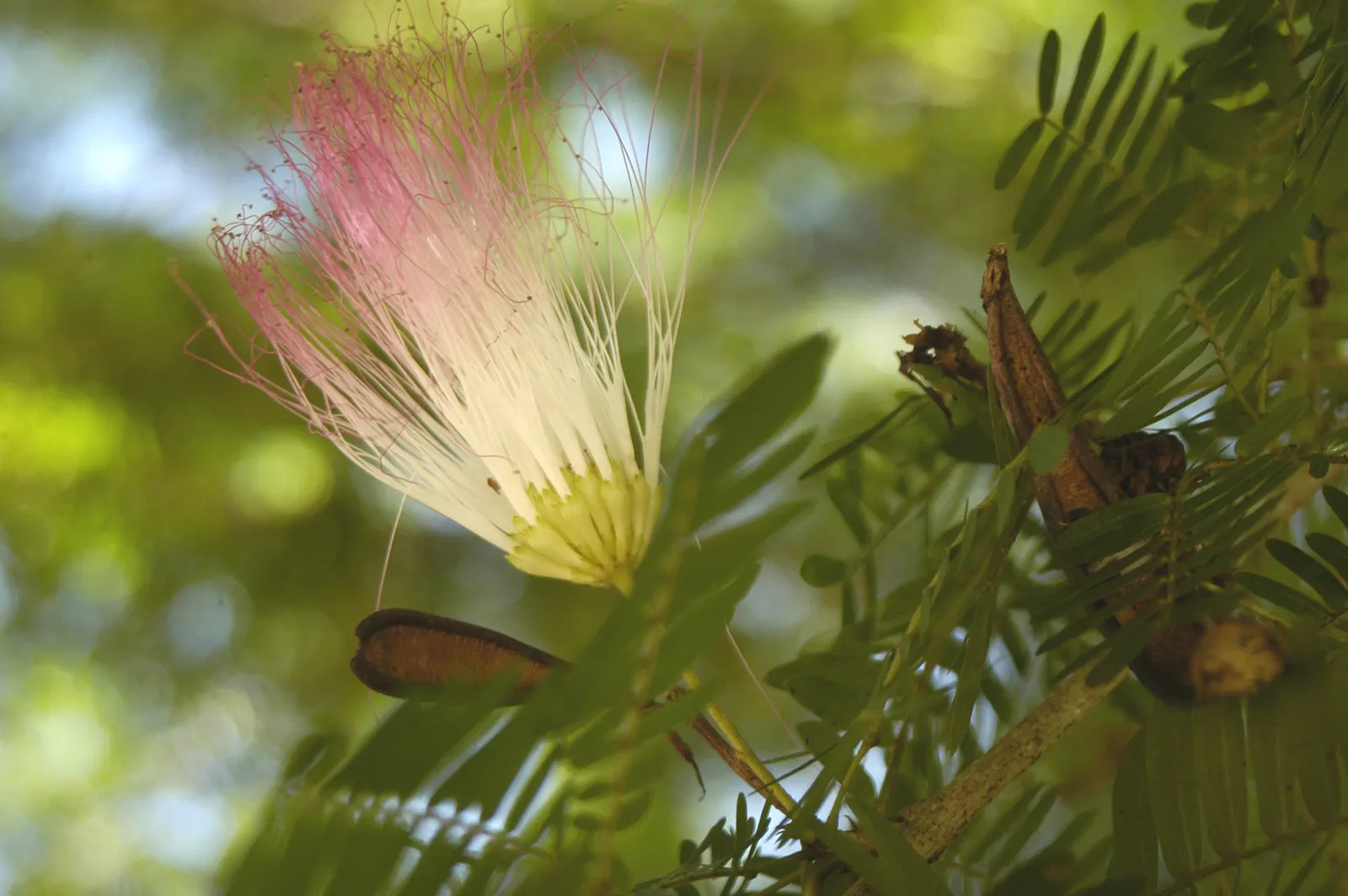 Pink Powderpuff (Calliandra Surinamensis) — The Pink Powderpuff (Calliandra surinamensis) is a vibrant evergreen shrub
