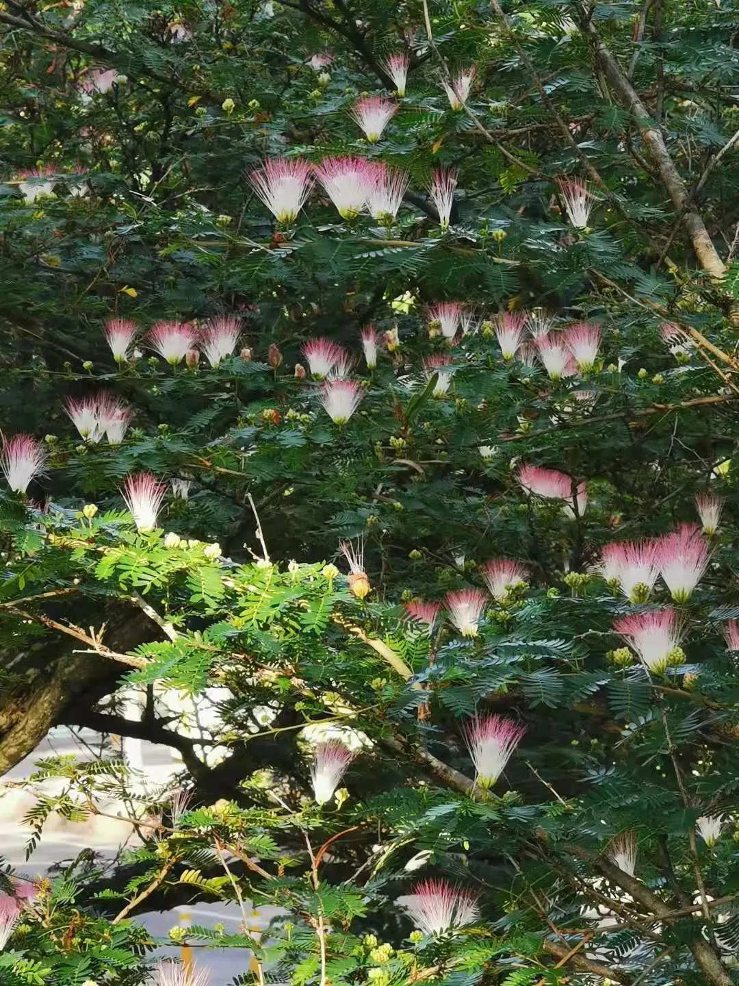 Pink Powderpuff (Calliandra Surinamensis) — reaching up to 10 feet in height and spread; is a striking ornamental shrub that emanates a tropical flair