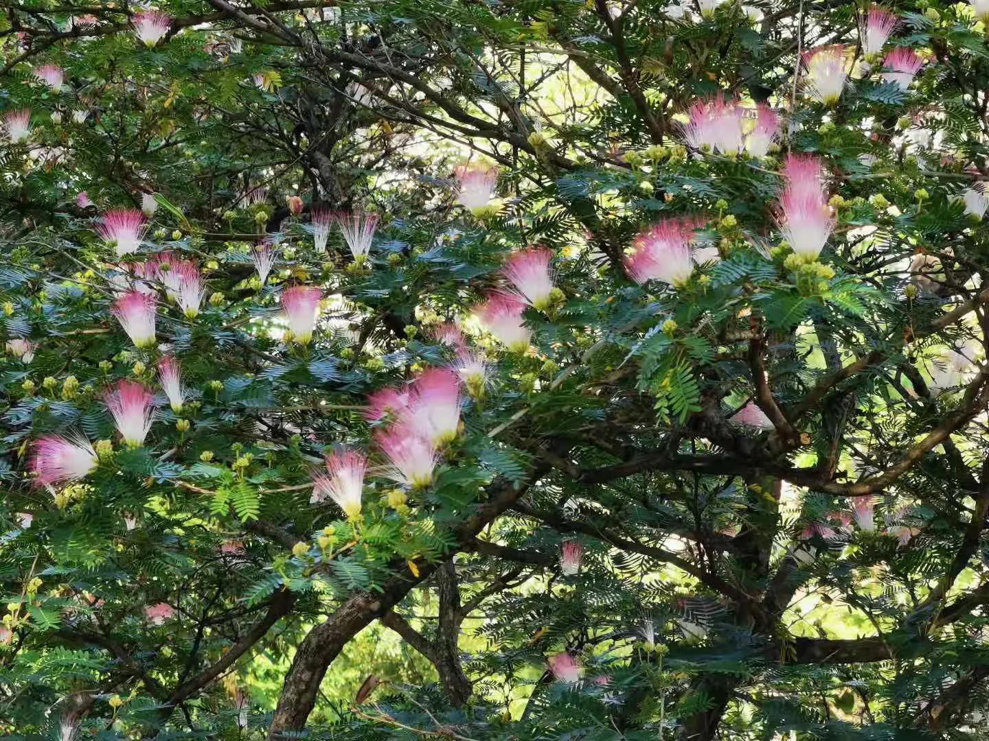 Pink Powderpuff (Calliandra Surinamensis) — commonly known as the Pink Powderpuff