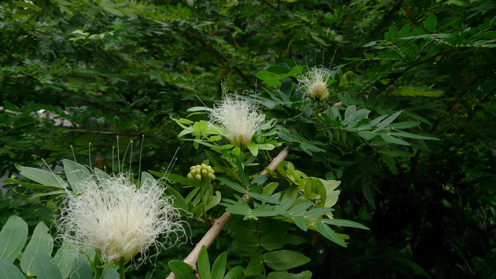 Pink Powderpuff (Calliandra Surinamensis) — The Pink Powderpuff (Calliandra surinamensis) is a vibrant evergreen shrub; bloom year-round in warm, image 79