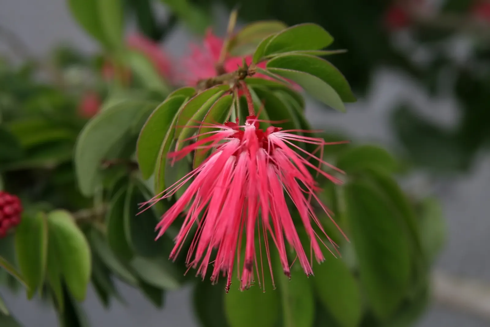 Pink Powderpuff (Calliandra Surinamensis) — Calliandra surinamensis offers both aesthetic charm and ecological benefits; these showy inflorescences, image 125
