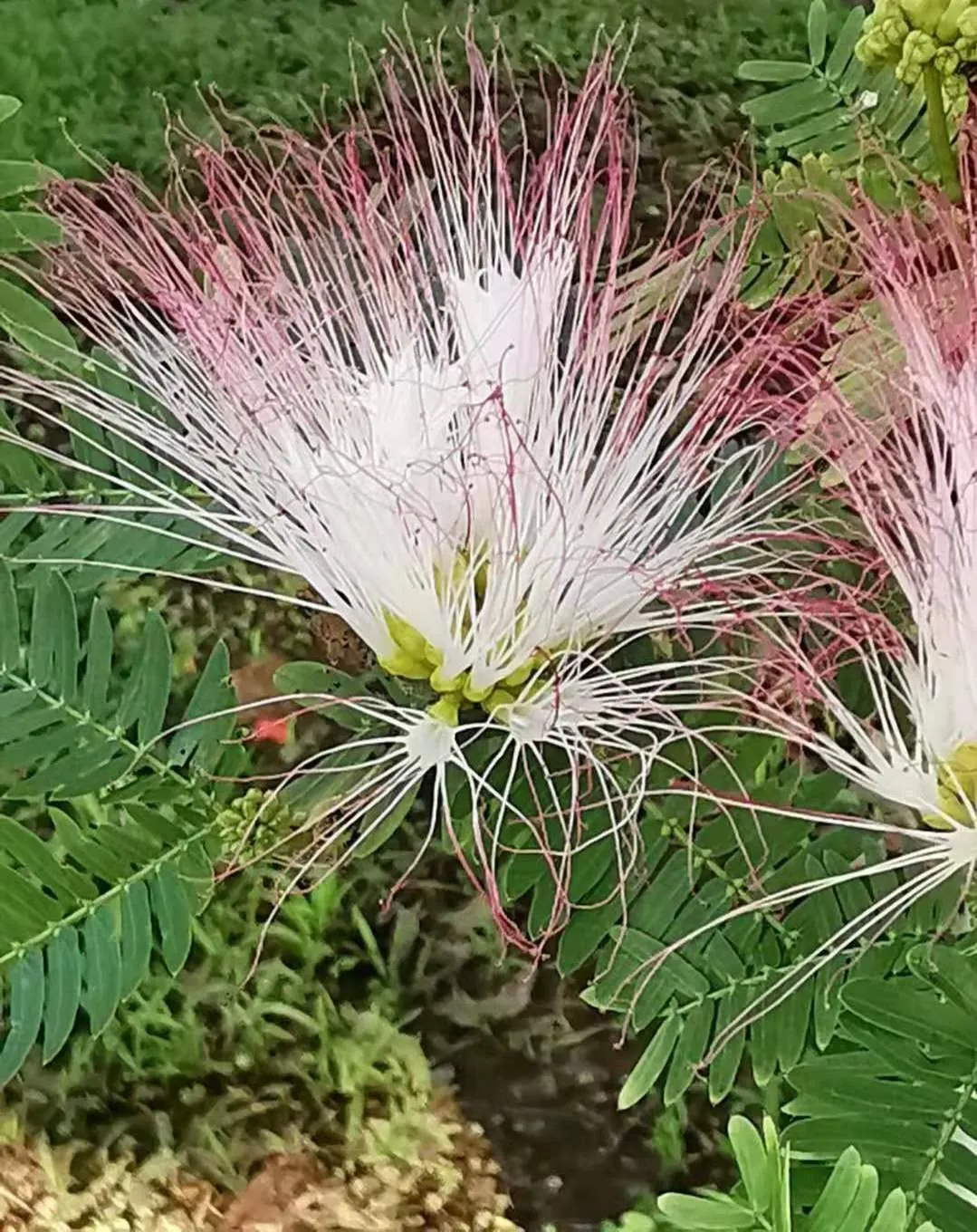 Pink Powderpuff (Calliandra Surinamensis) — Prune regularly to maintain shape; however, once established, it demonstrates moderate drought, image 111