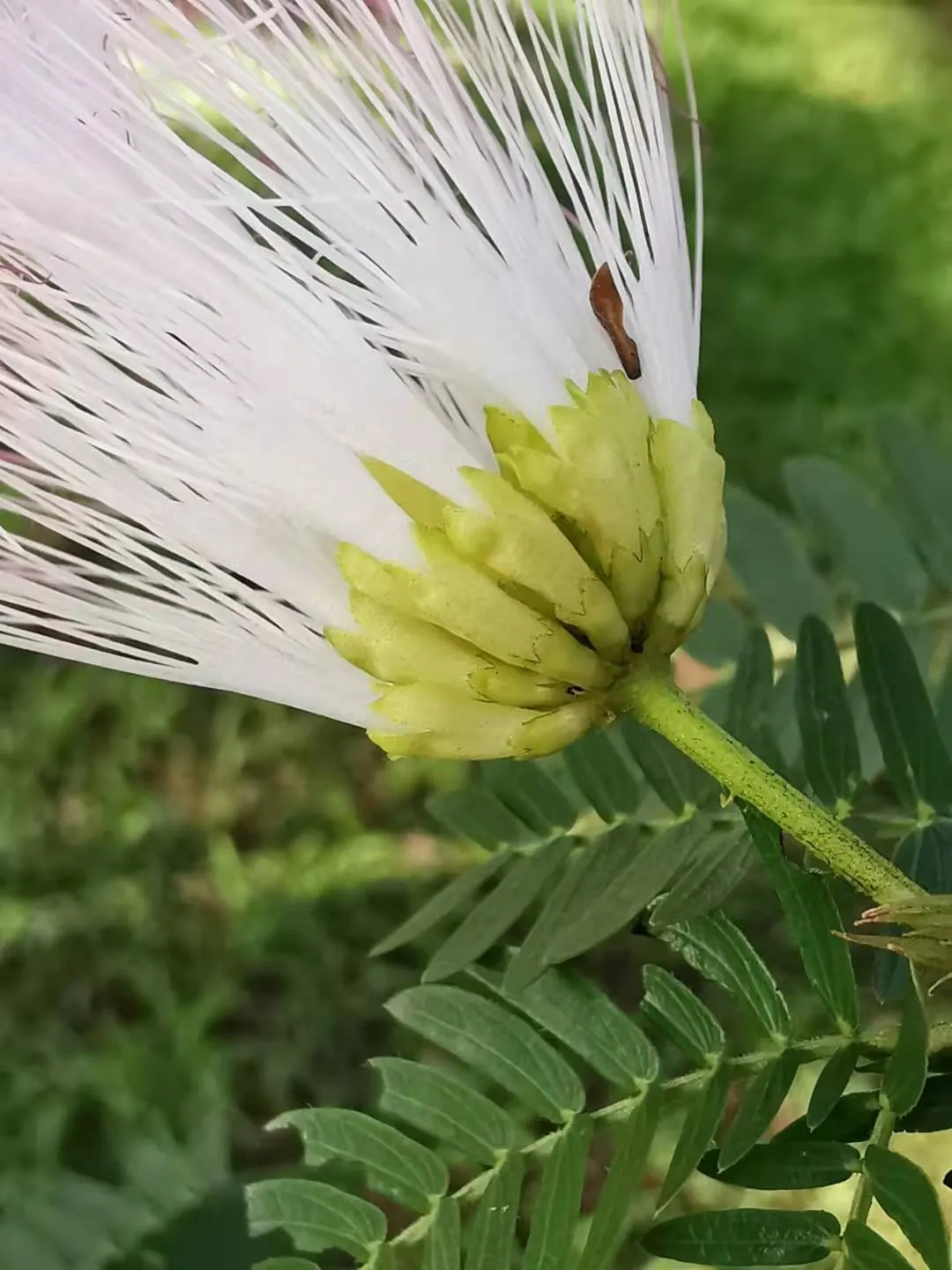 Pink Powderpuff (Calliandra Surinamensis) — Calliandra surinamensis offers both aesthetic charm and ecological benefits; these showy inflorescences, image 73