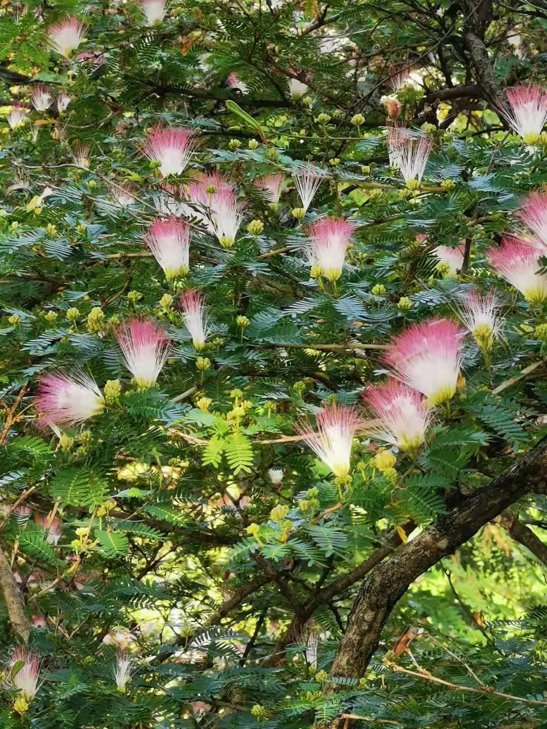 Pink Powderpuff (Calliandra Surinamensis) — reaching up to 10 feet in height and spread; is a striking ornamental shrub that emanates a tropical, image 54