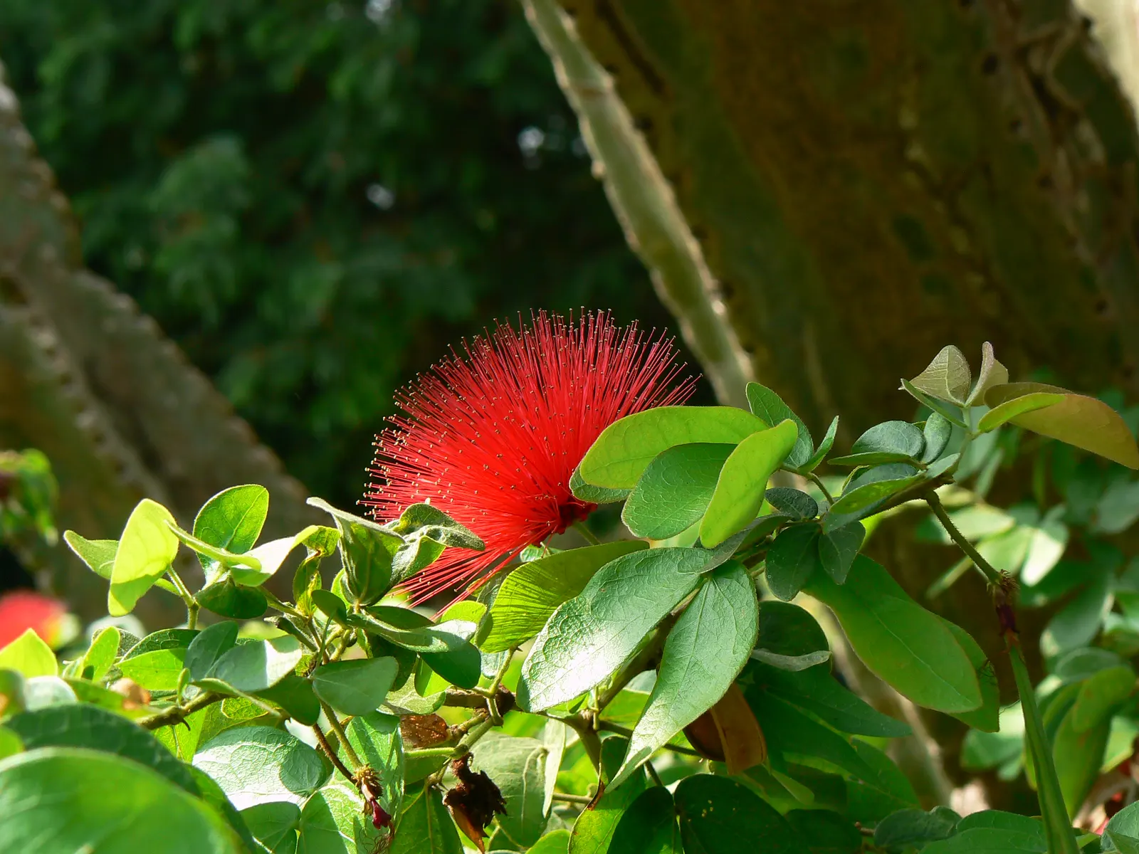 Pink Powderpuff (Calliandra Surinamensis) — making it a favorite for visual interest; prefers full sun to partial shade and well-draining soil, image 57