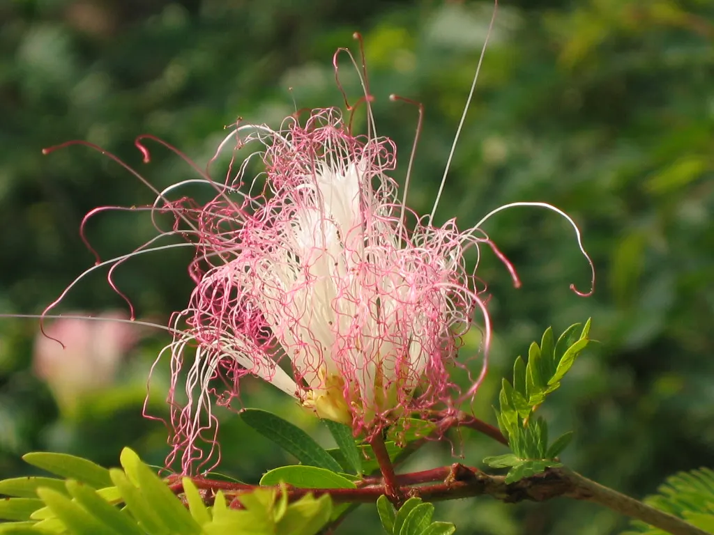 Pink Powderpuff (Calliandra Surinamensis) — it's perfect for creating focal points in tropical and subtropical landscapes; drought-tolerant once, image 113