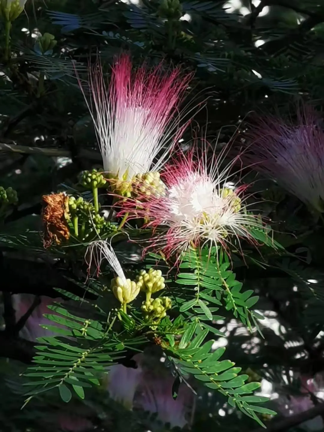Pink Powderpuff (Calliandra Surinamensis) — making it an excellent choice for gardeners seeking a balance of visual appeal and wildlife support