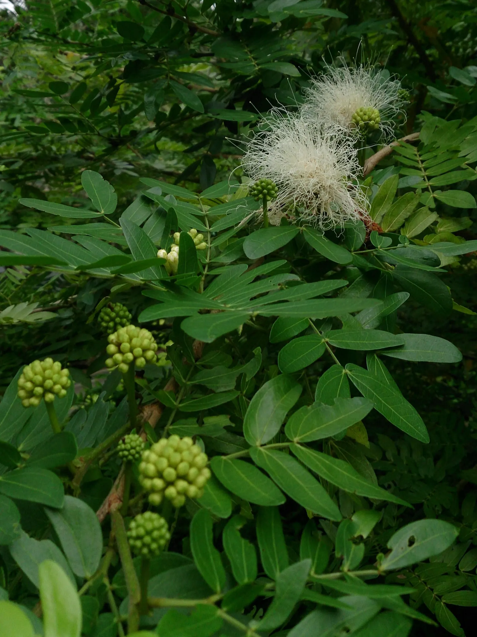 Pink Powderpuff (Calliandra Surinamensis) — typically about 2 to 3 inches in diameter; pink flowers in the garden, image 93