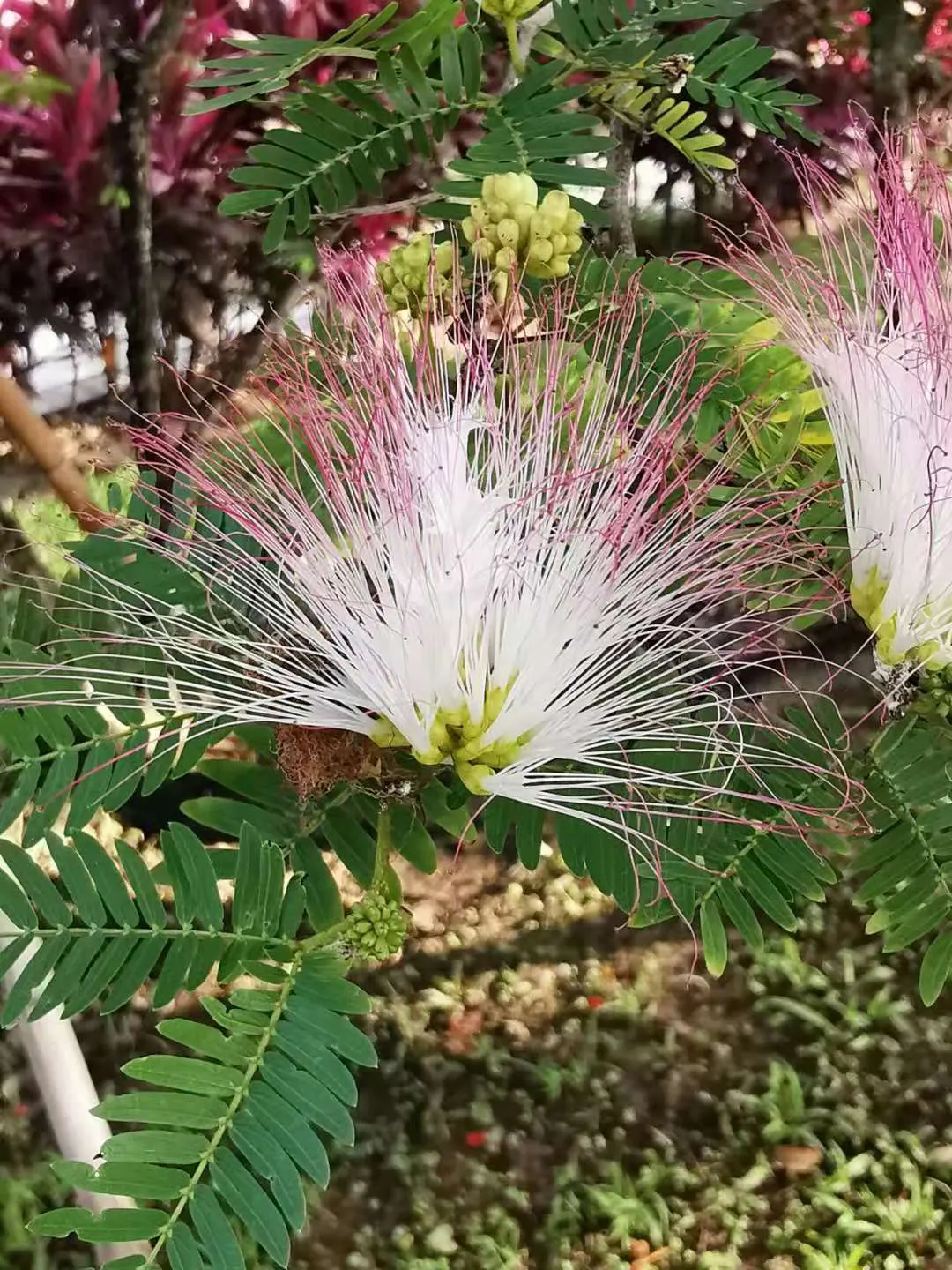 Pink Powderpuff (Calliandra Surinamensis) — comprised of numerous long stamens; its distinctive fluffy pink flowers, image 64