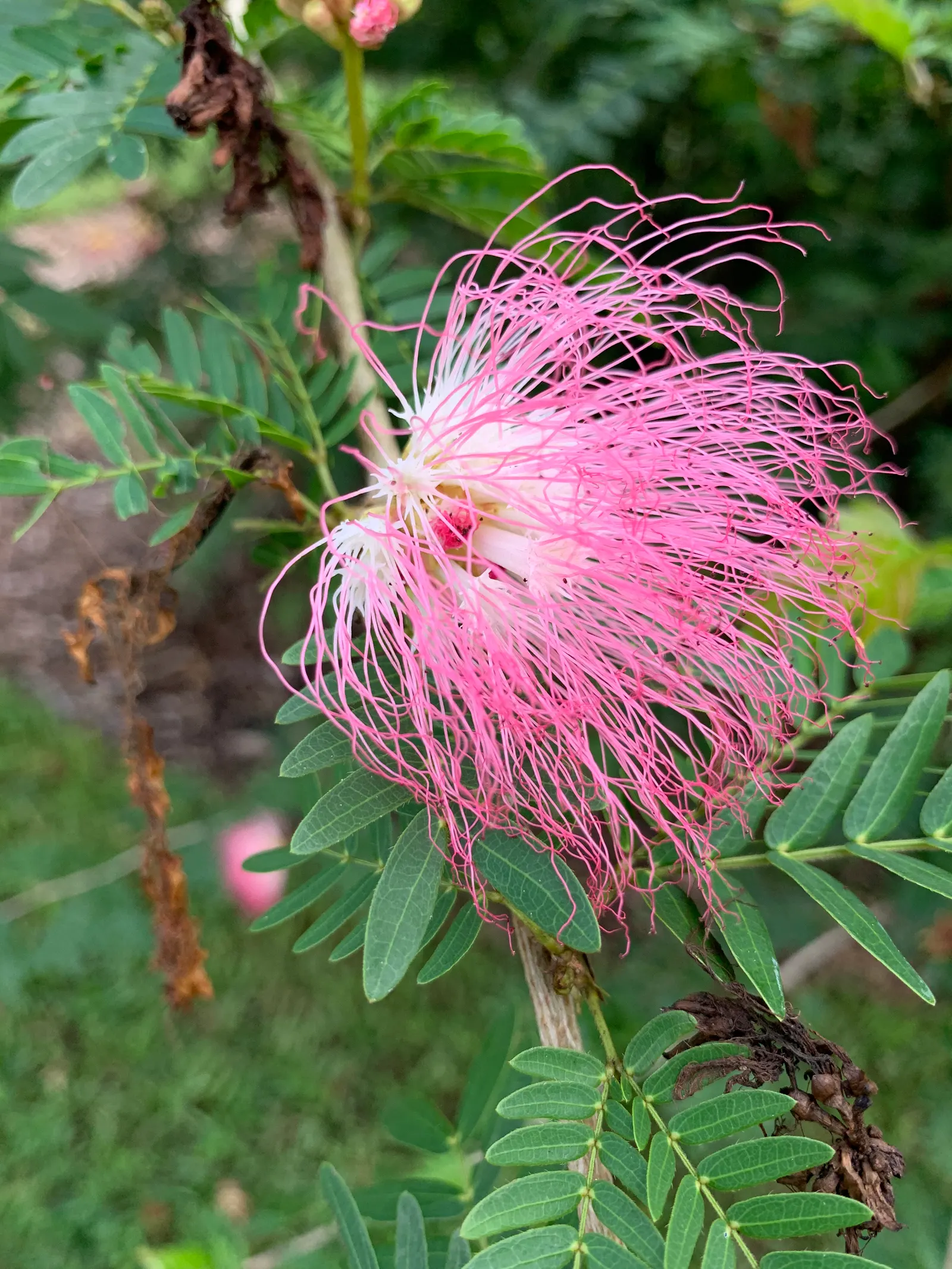 Pink Powderpuff (Calliandra Surinamensis) — Its distinctive fluffy pink flowers; adding a dynamic element to the space.<br><br>Preferring USDA, image 55